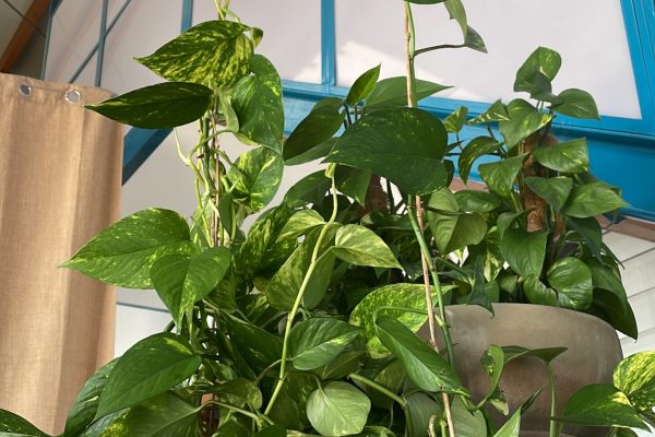 C6E3A62D-3C7E-4CFB-AEFC-9AF3645B390E